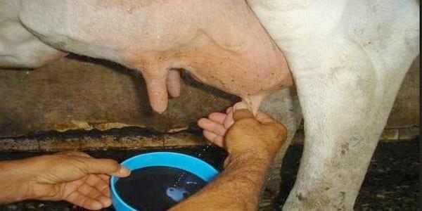 Prevención y control de los tipos de mastitis bovina - Image 1