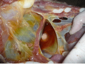 Enfermedad re-emergente infección por haemophilus parasuis - Image 19