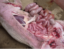 Enfermedad re-emergente infección por haemophilus parasuis - Image 17