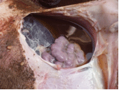 Enfermedad re-emergente infección por haemophilus parasuis - Image 21