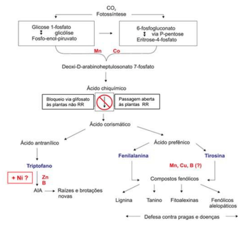 Síndrome de las raíces atrofiadas III. Toxidez de glifosato - Image 6