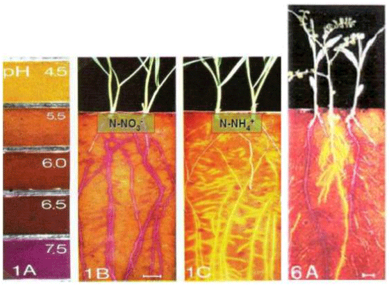 Síndrome de las raíces atrofiadas I. Toxicidad del aluminio - Image 7