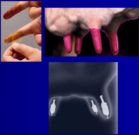 Diagnóstico de mastitis en un tambo problema - Image 33