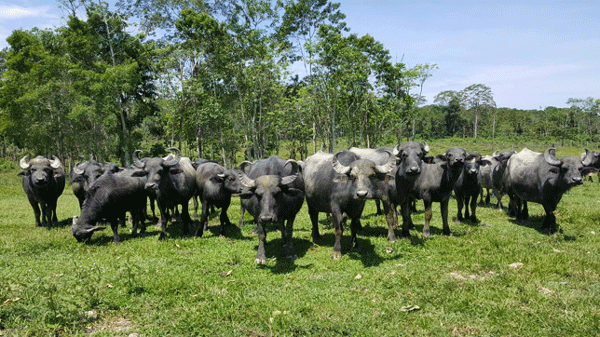 Antecedentes y diagnóstico situacional de la crianza de búfalos (bubalus bubalis) en Valle Sacta, cochabamba, Estado Plurinacional de Bolivia - Image 1