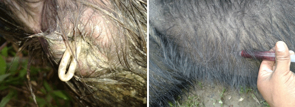 Antecedentes y diagnóstico situacional de la crianza de búfalos (bubalus bubalis) en Valle Sacta, cochabamba, Estado Plurinacional de Bolivia - Image 10