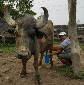 Antecedentes y diagnóstico situacional de la crianza de búfalos (bubalus bubalis) en Valle Sacta, cochabamba, Estado Plurinacional de Bolivia - Image 3