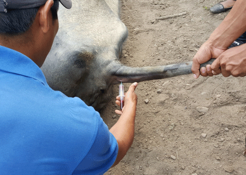Antecedentes y diagnóstico situacional de la crianza de búfalos (bubalus bubalis) en Valle Sacta, cochabamba, Estado Plurinacional de Bolivia - Image 6