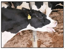 Minimizar el estrés térmico para maximizar la producción y calidad de leche - Image 1