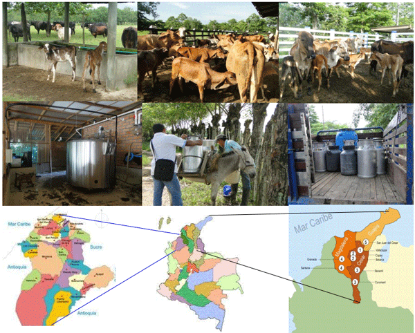 Calidad microbiológica de leches crudas en dos regiones del caribe colombiano. ¿se puede mejorar esta calidad? - Image 10