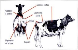 Aspectos Nutricionales de importancia en la producción lechera tropical - Image 20