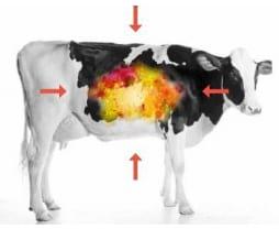Aspectos Nutricionales de importancia en la producción lechera tropical - Image 24