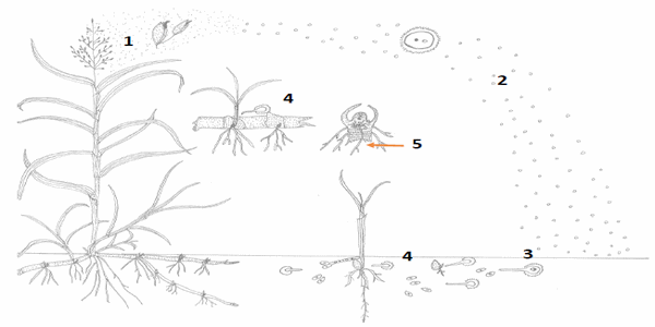 Histopatología y alteraciones morfológicas producidas por sporisorium sp. En rizomas de sorghum halepense - Image 12