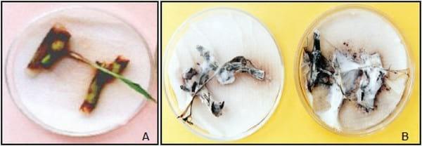Histopatología y alteraciones morfológicas producidas por sporisorium sp. En rizomas de sorghum halepense - Image 8
