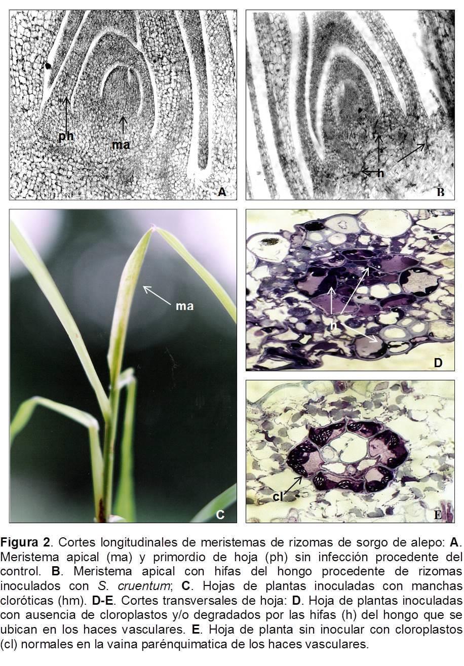 Histopatología y alteraciones morfológicas producidas por sporisorium sp. En rizomas de sorghum halepense - Image 2
