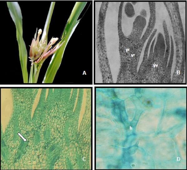 Histopatología y alteraciones morfológicas producidas por sporisorium sp. En rizomas de sorghum halepense - Image 5