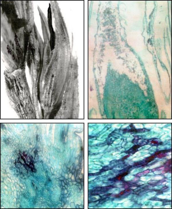 Histopatología y alteraciones morfológicas producidas por sporisorium sp. En rizomas de sorghum halepense - Image 6