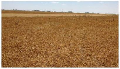 Evaluación de la eficiencia de cosecha directa de trébol blanco (trifolium repens l.) con una cosechadora con sistema de trilla axial - Image 8