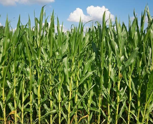 Aptitud Forrajera- Evaluación de híbridos de maíz.- Campaña 2016 – 2017. Determinación del rendimiento y la calidad de la materia seca. - Image 17