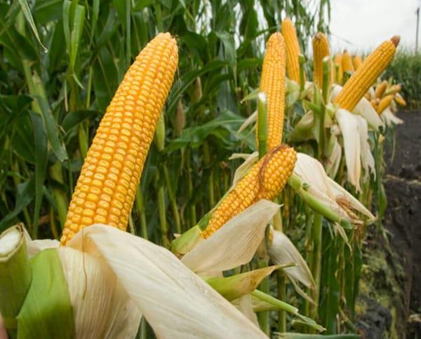 Aptitud Forrajera- Evaluación de híbridos de maíz.- Campaña 2016 – 2017. Determinación del rendimiento y la calidad de la materia seca. - Image 82