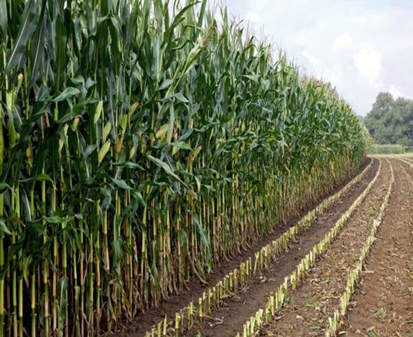 Aptitud Forrajera- Evaluación de híbridos de maíz.- Campaña 2016 – 2017. Determinación del rendimiento y la calidad de la materia seca. - Image 26