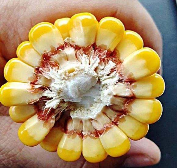 Aptitud Forrajera- Evaluación de híbridos de maíz.- Campaña 2016 – 2017. Determinación del rendimiento y la calidad de la materia seca. - Image 10