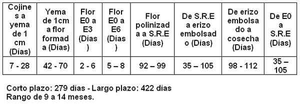 Evaluación de la fenología floral de la guanábana (Annona muricata L.) en condiciones de la finca el Silencio en el municipio de Mariquita, Colombia. - Image 1