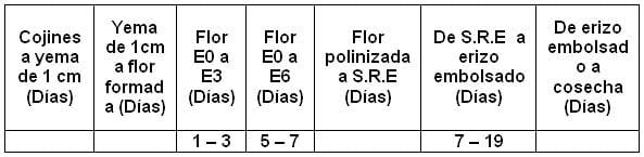 Evaluación de la fenología floral de la guanábana (Annona muricata L.) en condiciones de la finca el Silencio en el municipio de Mariquita, Colombia. - Image 2