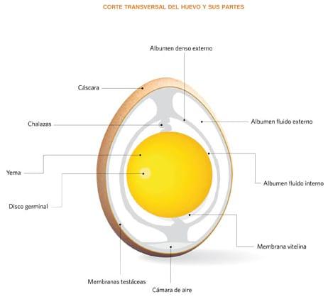 Estrategias nutricionales para lograr 500 huevos en 100 semanas en ponedoras de alta produccion - Image 7