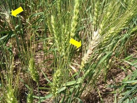 Fusariosis de la espiga del trigo: la elección del cultivar es más determinante que la fertilización nitrogenada - Image 1