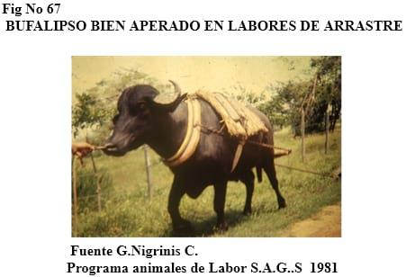 El bufalipso como animal de trabajo - Image 11