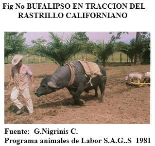 El bufalipso como animal de trabajo - Image 22
