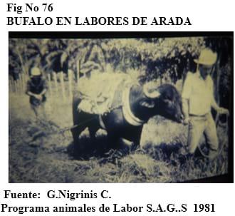 El bufalipso como animal de trabajo - Image 21