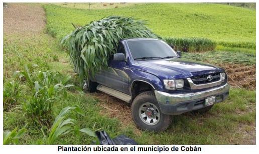 El Pasto Guatemala (Tripsacum laxum), una especie nativa que está recuperando espacios dentro del sector ganadero - Image 4