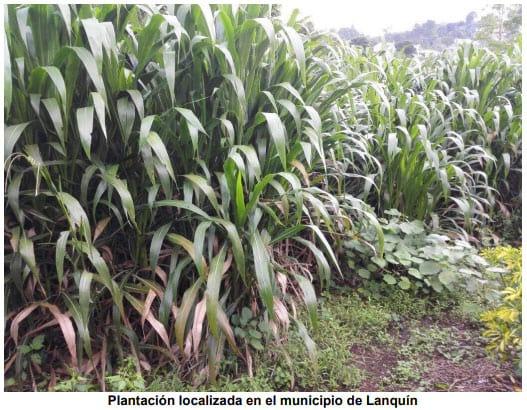 El Pasto Guatemala (Tripsacum laxum), una especie nativa que está recuperando espacios dentro del sector ganadero - Image 6