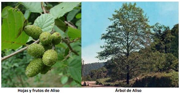 El arbol de Aliso (alnus jorullensis) para protección ambiental en climas templados y frios - Image 1
