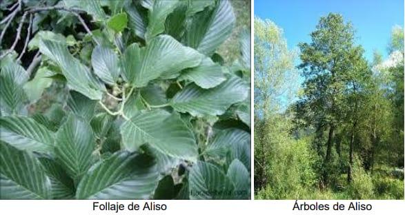 El arbol de Aliso (alnus jorullensis) para protección ambiental en climas templados y frios - Image 2