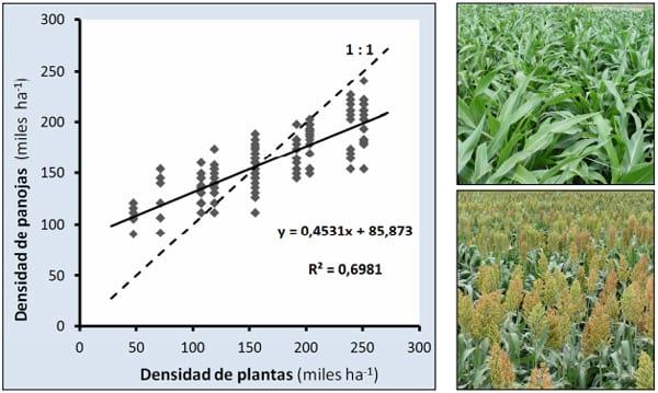 Relación entre la densidad de plantas y el numero de panojas a cosecha en sorgo granífero - Image 3