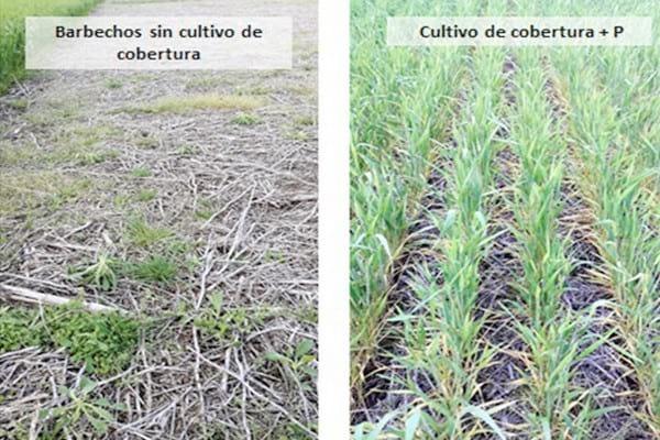 Los Cultivos de Cobertura como Alternativa en el Sistema de Producción Agrícola - Image 23