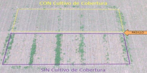 Los Cultivos de Cobertura como Alternativa en el Sistema de Producción Agrícola - Image 24