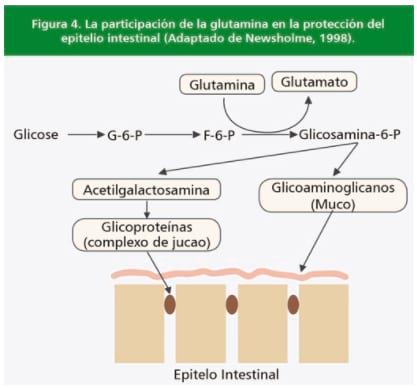 Limitaciones para la eficiencia en el uso de aminoácidos para el crecimiento y Sistema Inmune Porcino (II) - Image 3