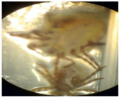 Determinacion de la dosis de los hongos entomopatógenos (beauveria bassiana y lecanicillium lecanii) para el control de garrapata, en ganado vacuno in vitro e in vivo - Image 5
