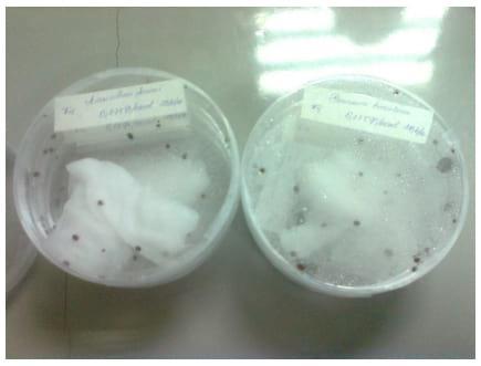 Determinacion de la dosis de los hongos entomopatógenos (beauveria bassiana y lecanicillium lecanii) para el control de garrapata, en ganado vacuno in vitro e in vivo - Image 4