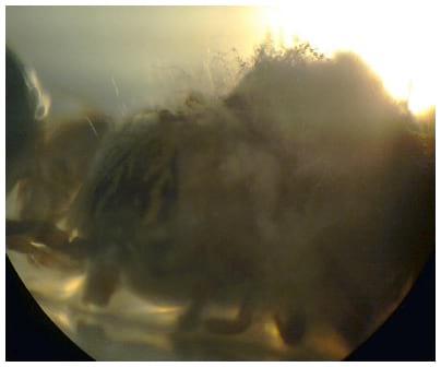 Determinacion de la dosis de los hongos entomopatógenos (beauveria bassiana y lecanicillium lecanii) para el control de garrapata, en ganado vacuno in vitro e in vivo - Image 6