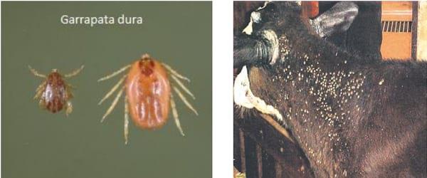 Determinacion de la dosis de los hongos entomopatógenos (beauveria bassiana y lecanicillium lecanii) para el control de garrapata, en ganado vacuno in vitro e in vivo - Image 1