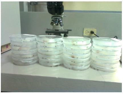 Determinacion de la dosis de los hongos entomopatógenos (beauveria bassiana y lecanicillium lecanii) para el control de garrapata, en ganado vacuno in vitro e in vivo - Image 3