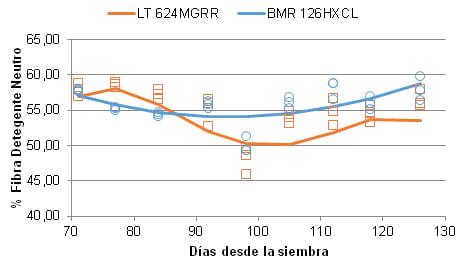 Comparación del maíz granífero en relación al híbrido BMR para ensilaje - Image 8
