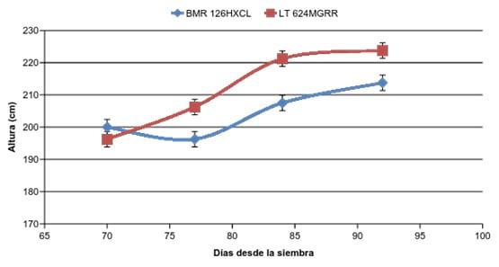 Comparación del maíz granífero en relación al híbrido BMR para ensilaje - Image 2