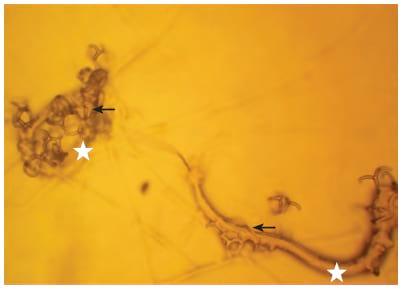 Capacidad predadora in vitro de hongos nematófagos nativos de Cundinamarca sobre nematodos gastrointestinales de bovinos - Image 4