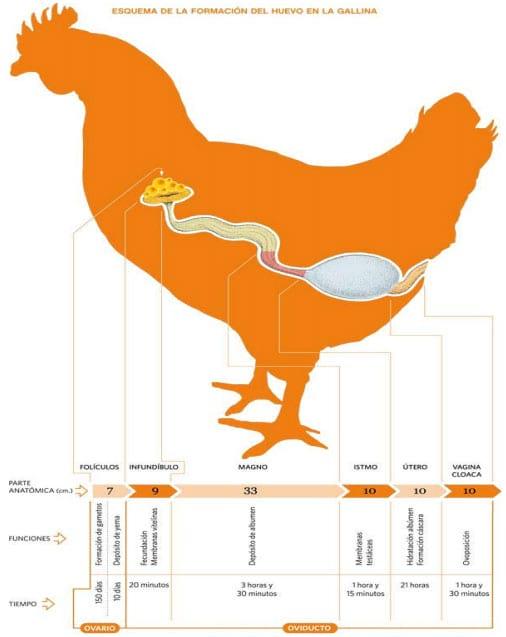 Bases de la reproduccion aviar - Image 1