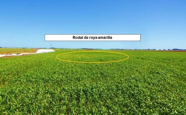 Panorama sanitario del cultivo de trigo en el norte de la provincia de Buenos Aires - Image 2